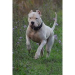 Dogo Argentino Cuccioli - Foto n. 8