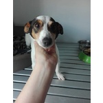 Adozione simil Jack Russel