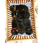 Cuccioli di Rottweiler con Pedigree - Foto n. 2