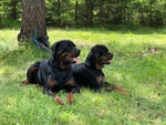 Cuccioli di Rottweiler con Pedigree - Foto n. 3