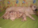 Cuccioli di Golden Retrievere - Foto n. 2