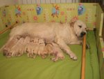 Cuccioli di Golden Retrievere - Foto n. 1