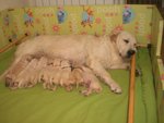 Cuccioli di Golden Retrievere