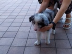 Cuccioli Border Collie Blue-Merle con Pedigree - Foto n. 2