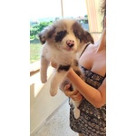 Cuccioli Border Collie Blue-Merle con Pedigree - Foto n. 4