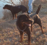 Cuccioli di Rottweiler - Foto n. 3