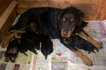 Cuccioli di Rottweiler