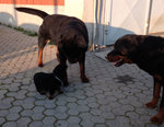 Cuccioli di Rottweiler - Foto n. 4