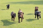 Cuccioli Labrador