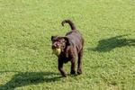 Cuccioli Labrador - Foto n. 2