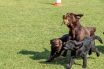 Cuccioli Labrador - Foto n. 3