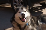 Cuccioli Alaskan Malamute North Stories