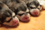 Cuccioli Alaskan Malamute North Stories - Foto n. 4