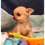 Cuccioli di Chihuahua