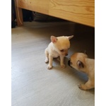 Cuccioli di Chihuahua - Foto n. 2