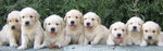 Cuccioli di Golden Retriever