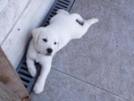 Cuccioli di Labrador Biondi