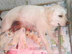 Cuccioli di Labrador Biondi - Foto n. 3