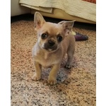 Cuccioli Chihuahua con Pedigree - Foto n. 5
