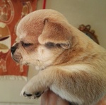 Cuccioli Chihuahua con Pedigree - Foto n. 9