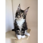 Cuccioli Maine coon con Pedigree