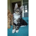 Cuccioli Maine coon con Pedigree - Foto n. 2