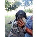 Cuccioli Incrocio Setter Inglese/breton - Foto n. 1