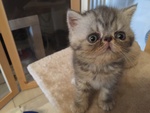 Exotic shorthair