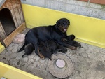 Cuccioli Rottweiler