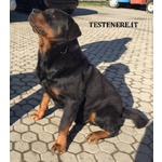 Cuccioli Rottweiler - Foto n. 3