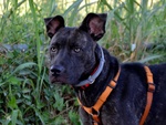 Baby Africa, Giovane mix Pitbull Taglia Media
