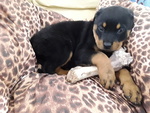 Rottweiler Cucciola con Pedigrèe - Foto n. 2