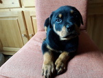 Rottweiler Cucciola con Pedigrèe - Foto n. 3