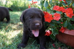 Vendo Cuccioli di Labrador Chocolat - Foto n. 1