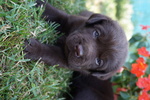 Vendo Cuccioli di Labrador Chocolat - Foto n. 3