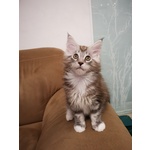 Cuccioli Maine coon Disponobili - Foto n. 8