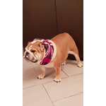 Bellissimi Cuccioli di Bulldog Inglese