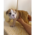 Bellissimi Cuccioli di Bulldog Inglese - Foto n. 3