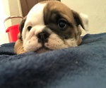 Bellissimi Cuccioli di Bulldog Inglese - Foto n. 4