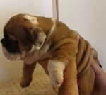 Bellissimi Cuccioli di Bulldog Inglese - Foto n. 5