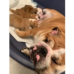 Bellissimi Cuccioli di Bulldog Inglese - Foto n. 6