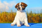 Cuccioli jack Russell