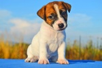 Cuccioli jack Russell - Foto n. 2