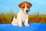 Cuccioli jack Russell - Foto n. 6