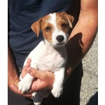 Cuccioli di jack Russell - Allevamento Professionale