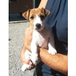 Cuccioli di jack Russell - Allevamento Professionale - Foto n. 2