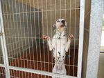 🐶 Dalmata maschio in adozione a Torino (TO) e in tutta Italia da privato