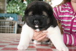 Splendida Cucciolata di Akita Americano - Foto n. 4