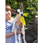 Una Mamma per Romeo