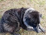Lola Rinuncia di Proprietà Aspetta una Famiglia - Foto n. 5